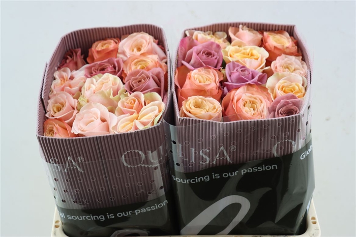 <h4>R Gr Rainbow Bride Blooms</h4>