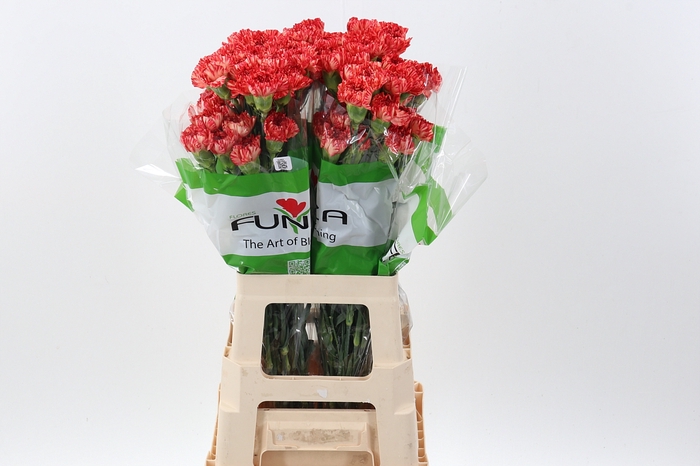 <h4>Di St Leonard</h4>