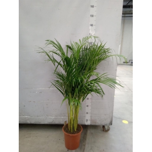 Dypsis lutescens ...Chrysalidoca