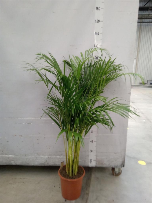 <h4>Dypsis lutescens   ...Chrysalidoca</h4>