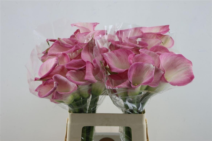 <h4>Zant Capt Alma</h4>