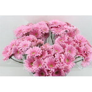 Boeket Mono Germini Roze