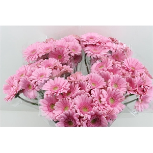 Boeket Mono Germini Roze