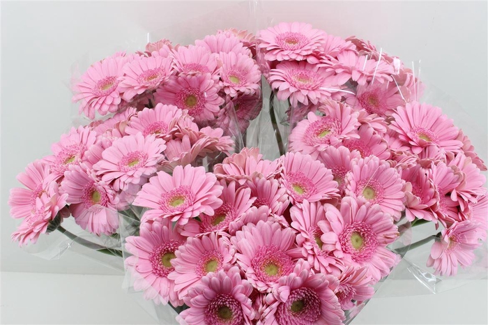 <h4>Boeket Mono Germini Roze</h4>