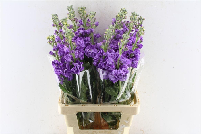 <h4>Matth Iron Blue</h4>