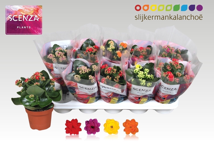 <h4>KAL GE GEM 4 KL</h4>