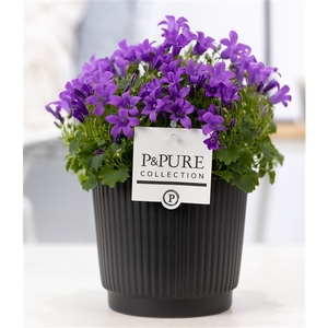 Campanula Porto LL Pure Liv