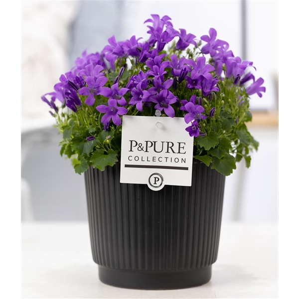 <h4>Campanula Porto LL Pure Liv</h4>