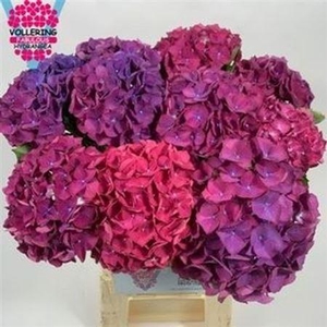 Hydr Ov Paars/roze 60cm