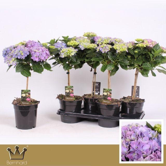 <h4>Hydrangea Macrophylla stam Early Blue</h4>
