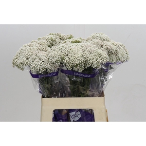 OZOTH COOKS SNOW WHI