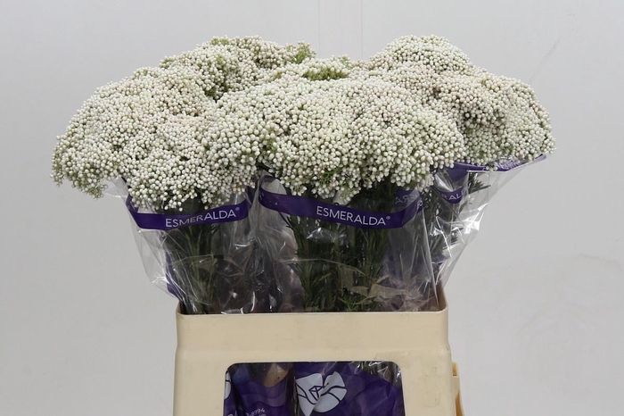 <h4>OZOTH COOKS SNOW WHI</h4>