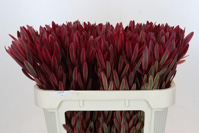 <h4>Leucadendron Jester</h4>