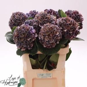 HYDR M ROYAL KING CL PURPLE-PINK