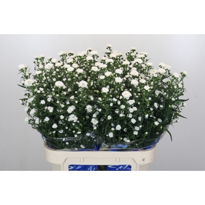 Aster Cassy
