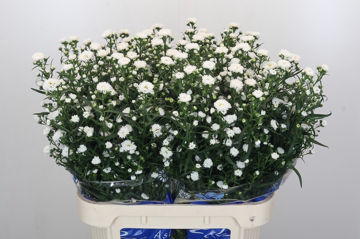 <h4>Aster Cassy</h4>