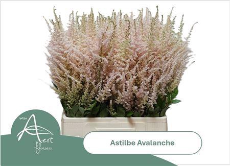 <h4>Astilbe Avalanche Light Pink</h4>