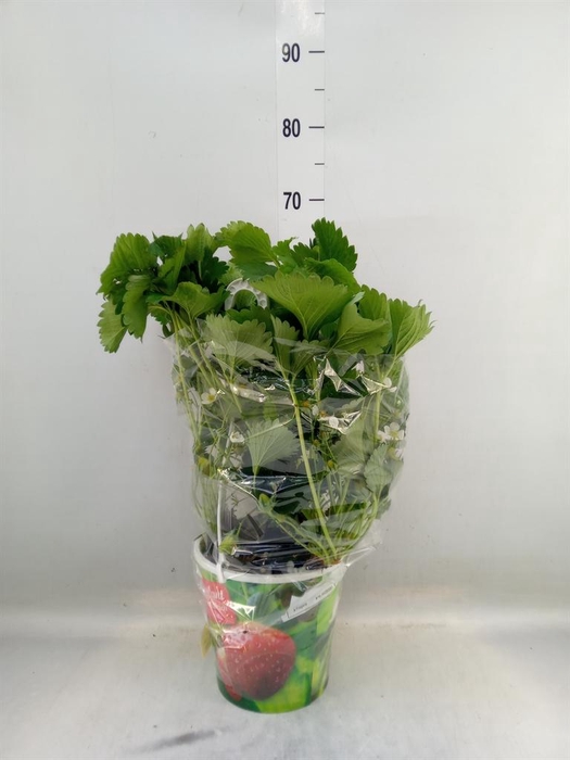 <h4>Fragaria   ...</h4>