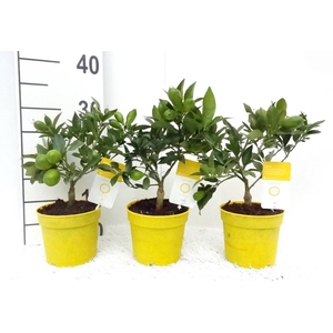 Citrus eustis Limonella mini-stem (s2)