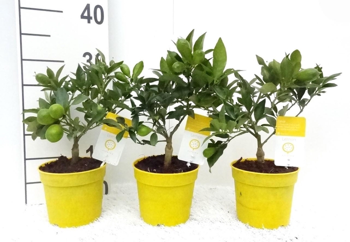 <h4>Citrus eustis Limonella mini-stem (s2)</h4>