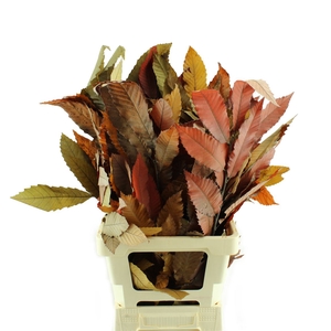 Beukenblad Herfst Gepreserveerd