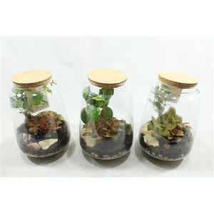 8135 BOTANIC BONSAI