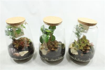 <h4>8135 BOTANIC BONSAI</h4>
