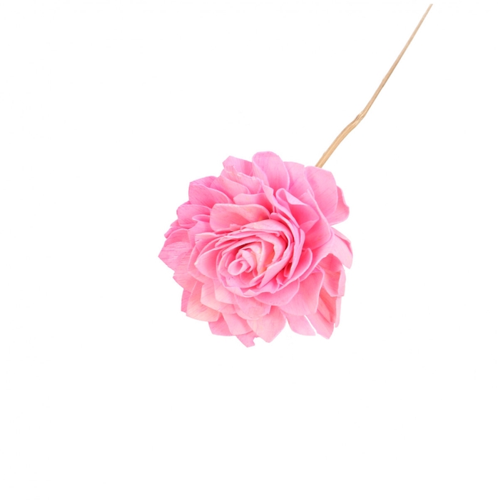 <h4>Bijsteker 50cm Dahlia 10cm</h4>