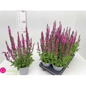 SALVIA NE SE DP ROSE