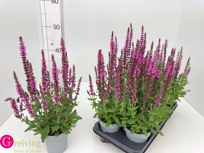 <h4>SALVIA NE SE DP ROSE</h4>