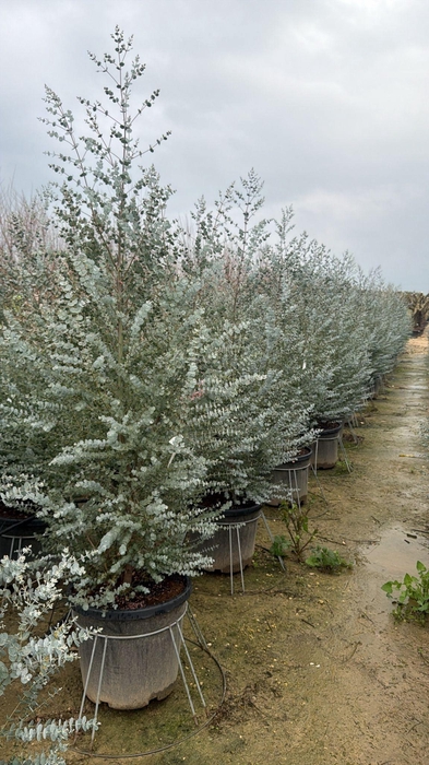 <h4>EUCAL GU AZURA</h4>