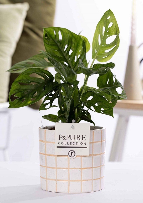 <h4>Monstera Adansonii in P&PURE Tirza ceramics</h4>