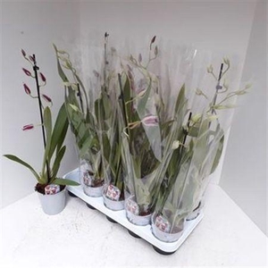 Miltoniopsis Ov