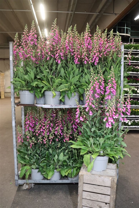 Digi Lutea