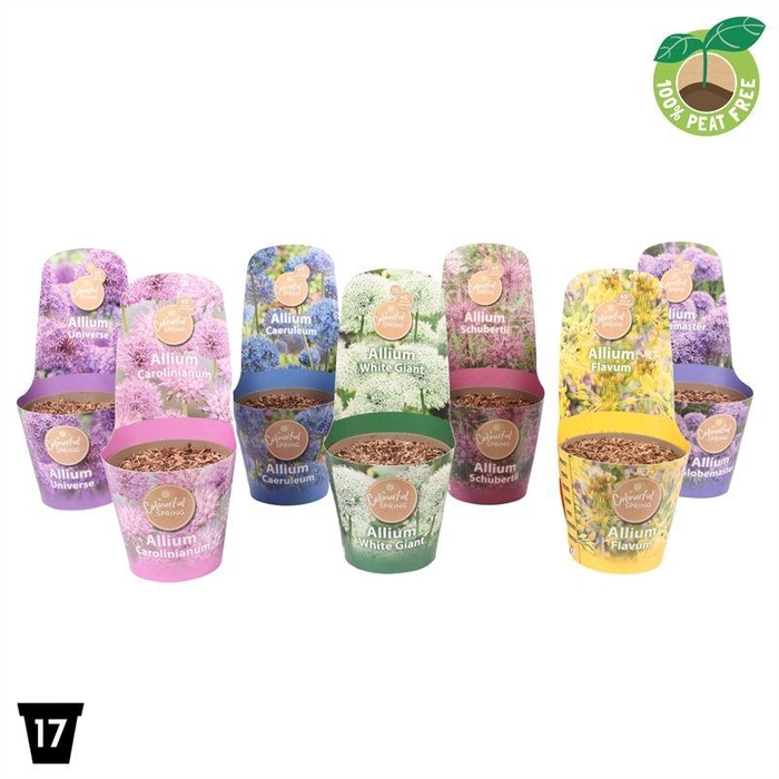<h4>Allium Gemengd XXL</h4>