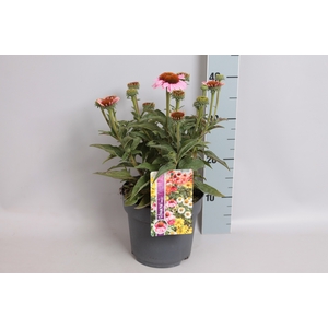 vaste planten 19 cm Echinacea sunSeekers Pink