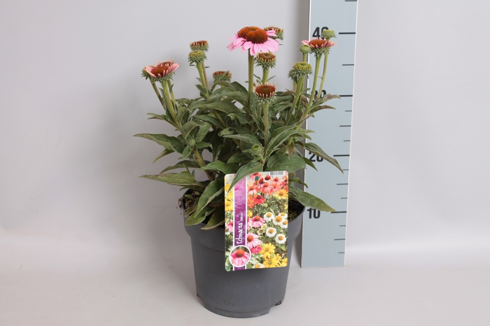 <h4>vaste planten 19 cm Echinacea sunSeekers Pink</h4>