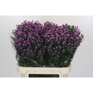 Aster Baby Pink