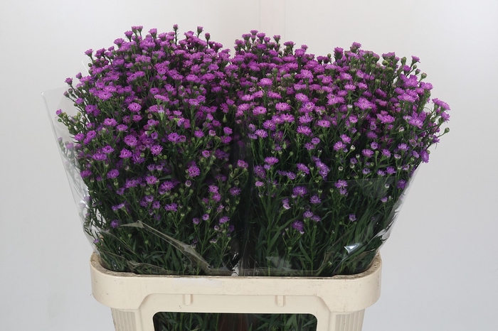<h4>Aster Baby Pink</h4>
