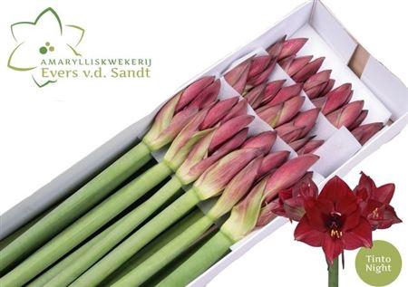 <h4>Hipp Ga Tinto Night</h4>