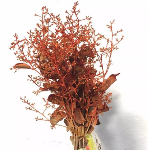 <h4>FLOR DEDO DE ANJO DESIDRATADO</h4>