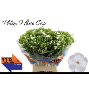 PHLOX P WHITECAP