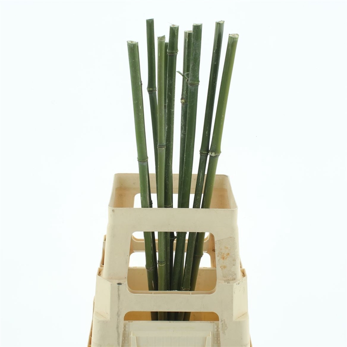 Bamboe Stok 70cm