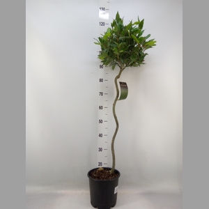Laurus nobilis