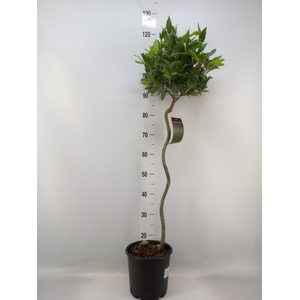 Laurus nobilis