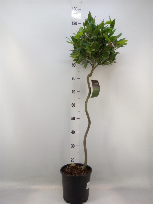 <h4>Laurus nobilis</h4>