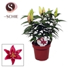 Lilium Magny Cours