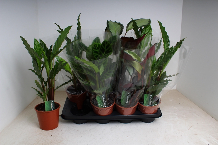 <h4>CALAT GEM 3 SRT</h4>