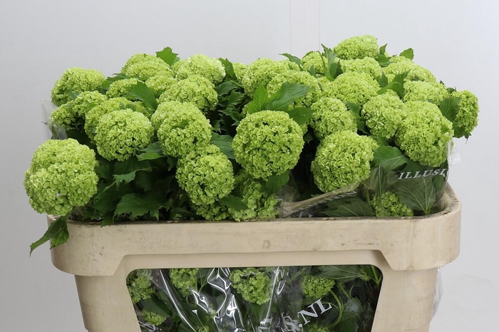 Viburnum Opulus Roseum