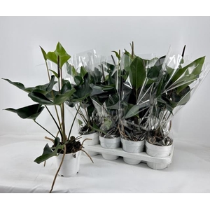 Anthurium Arrow 14Ø 50cm 1fl